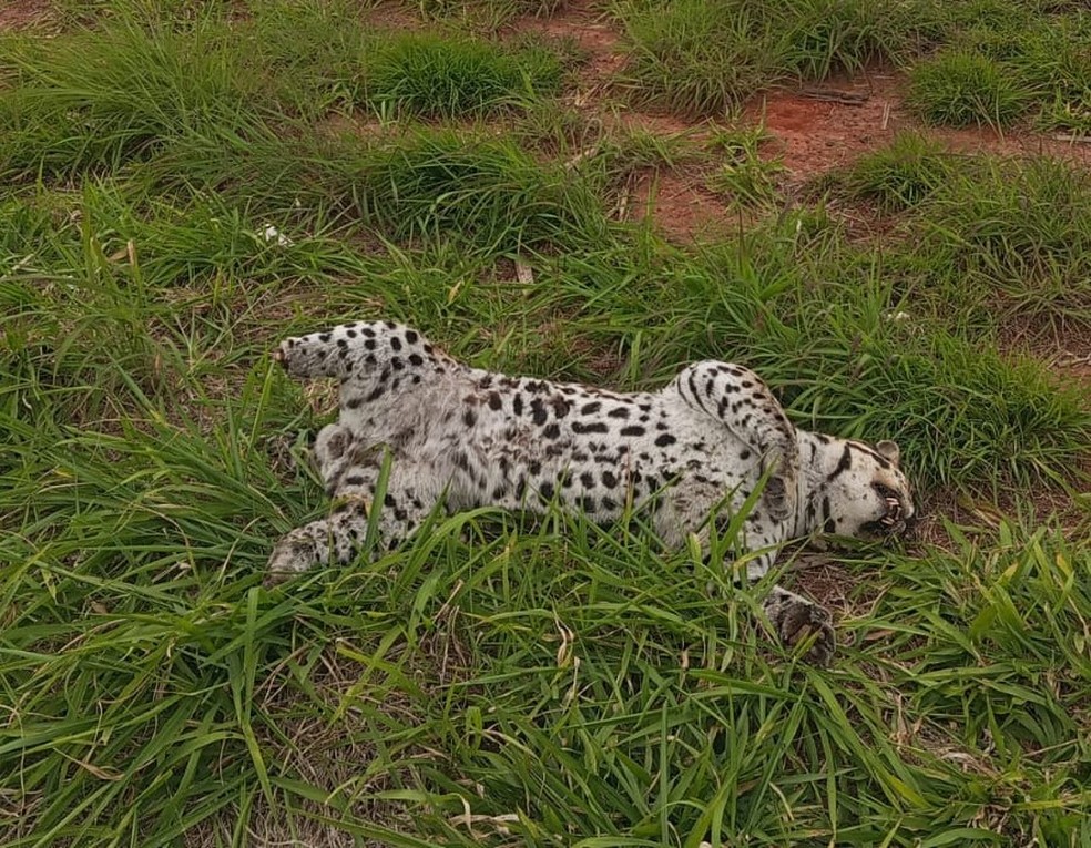Duas jaguatiricas são atropeladas em rodovias de São Paulo e despertam preocupação sobre a fauna local