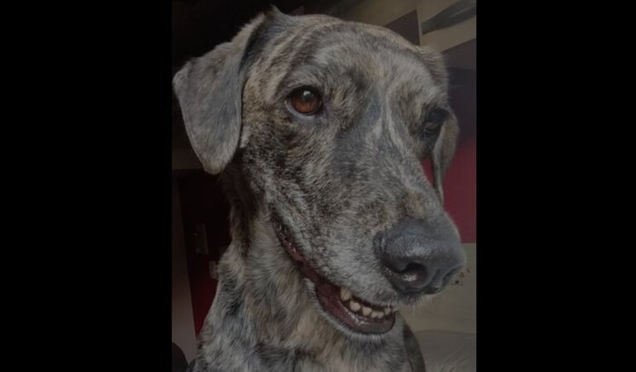 Cachorro precisa de cirurgia de coluna e dono busca apoio financeiro para tratamento urgente