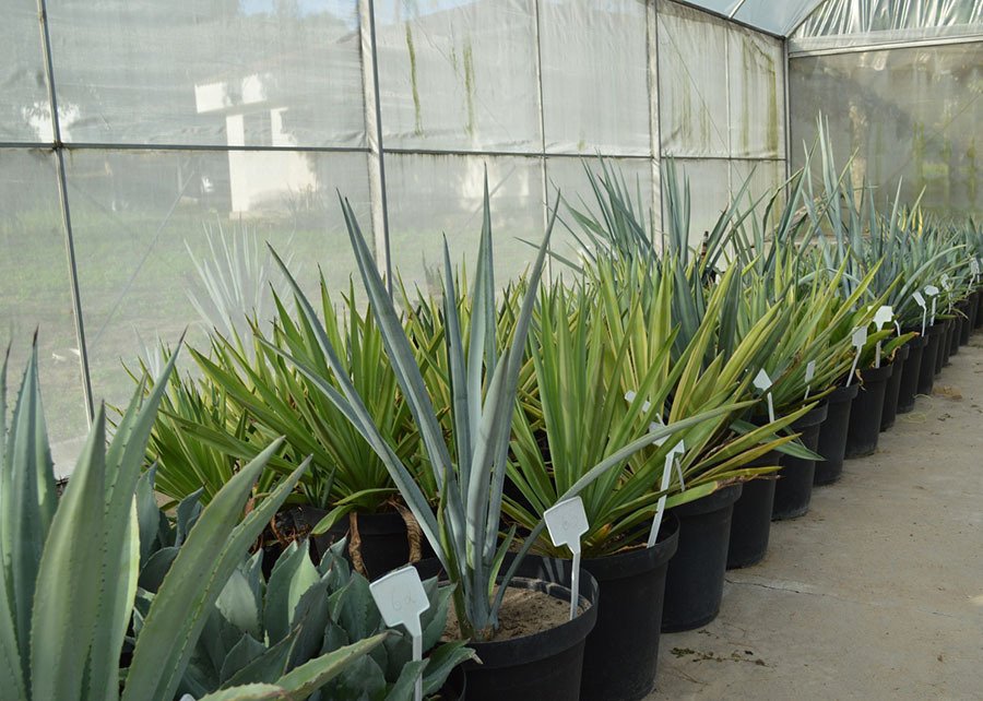 Agave tequilana é estudada no Brasil como alternativa para etanol, sequestro de carbono e alimentação animal