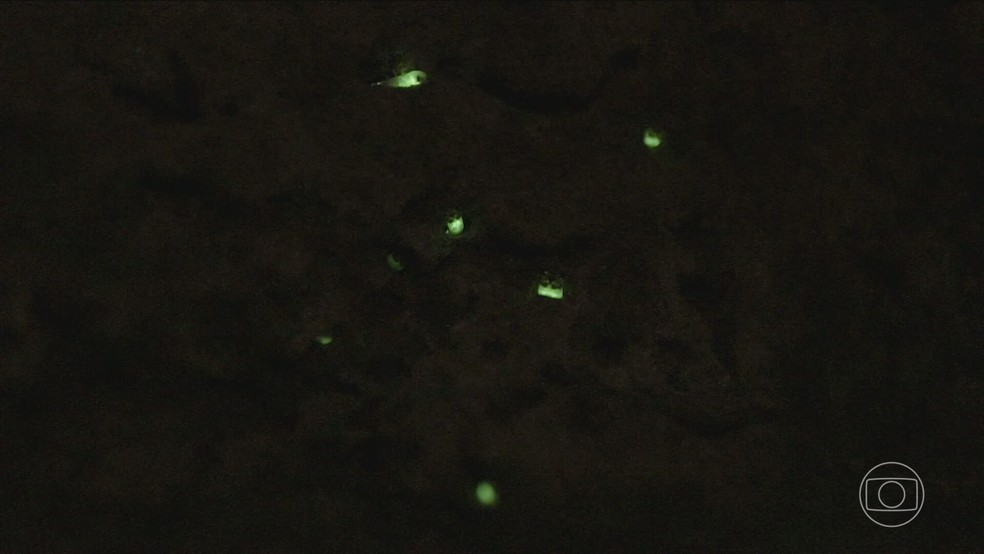Vaga-lumes em risco de extinção: a luz que pode se apagar para sempre no Brasil