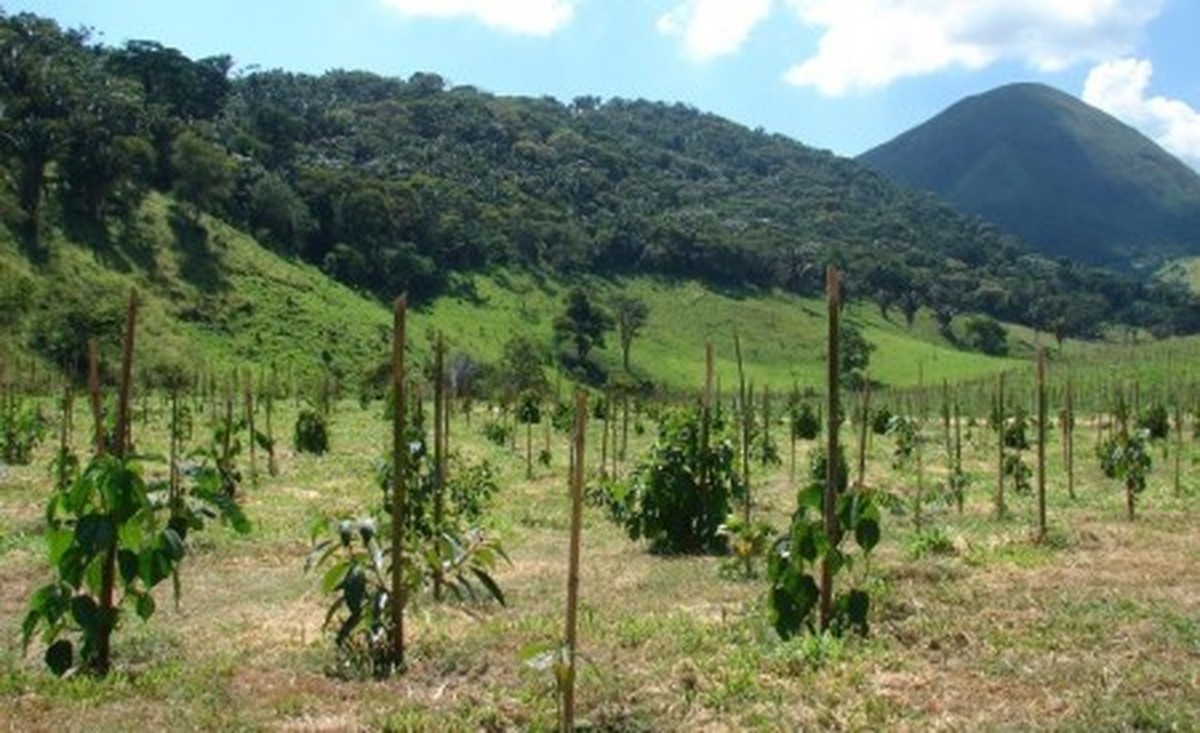 Restauração florestal com espécies nativas pode acelerar corte em até 13 anos e reduzir desmatamento