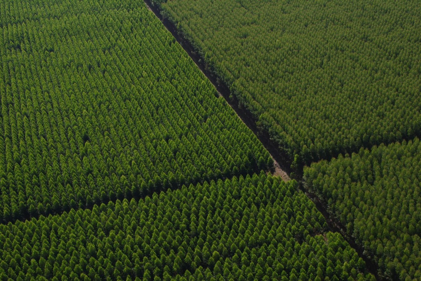Dexco celebra 30 anos de certificação em manejo florestal sustentável e avança em metas climáticas até 2030