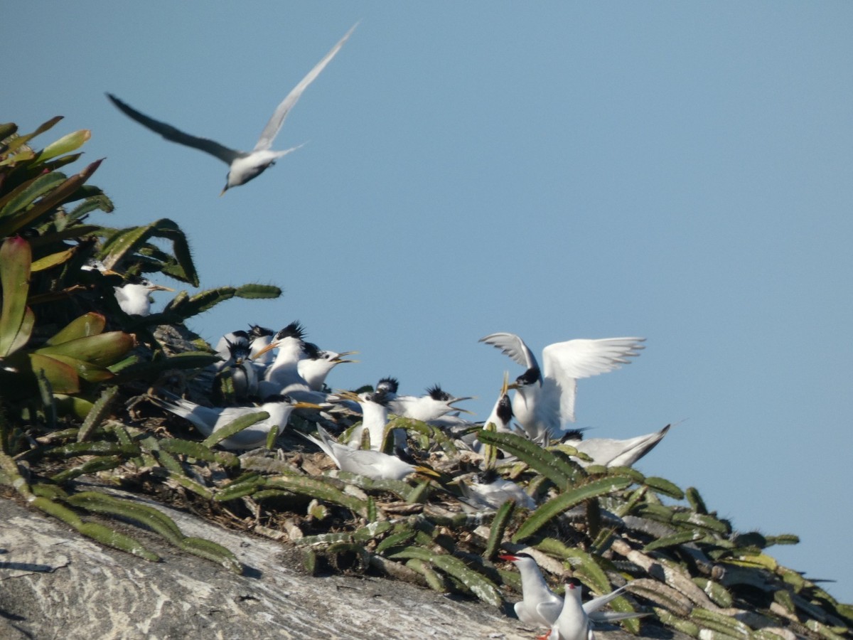 "Projeto inédito em Paraty revela berçário natural de aves migratórias na Reserva Ecológica Estadual da Juatinga"
