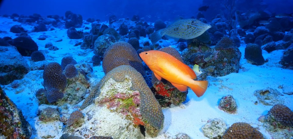 Expedição do ICMBio revela biodiversidade inédita no Arquipélago de Martim Vaz, a 1.200 km da costa brasileira