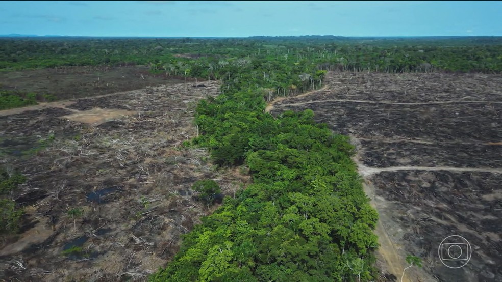 Amazônia e outros ecossistemas globais enfrentam risco de colapso irreversível até 2050