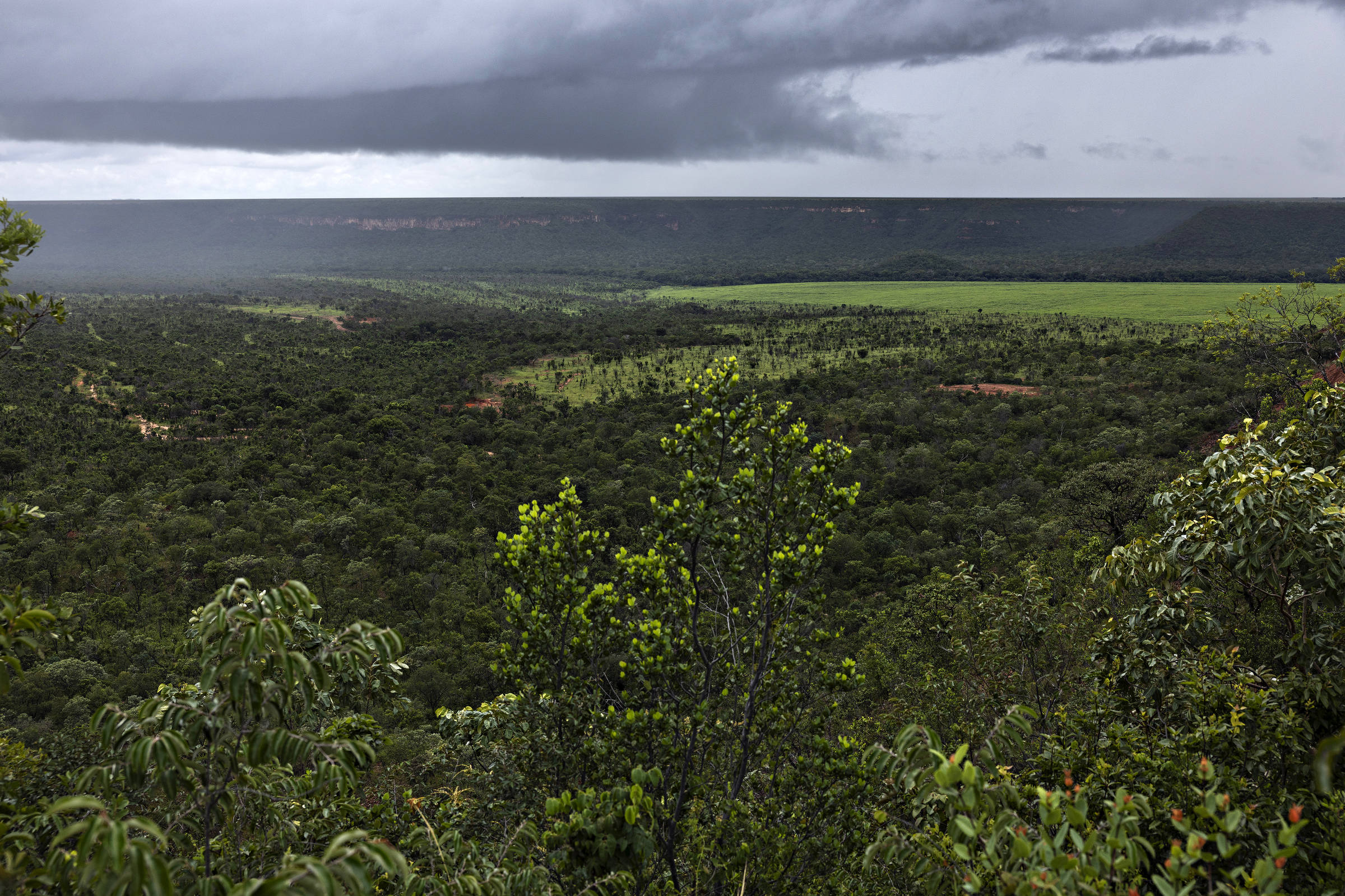 Cerrado registra redução de desmatamento pela primeira vez em quatro anos, enquanto Amazônia enfrenta leve aumento