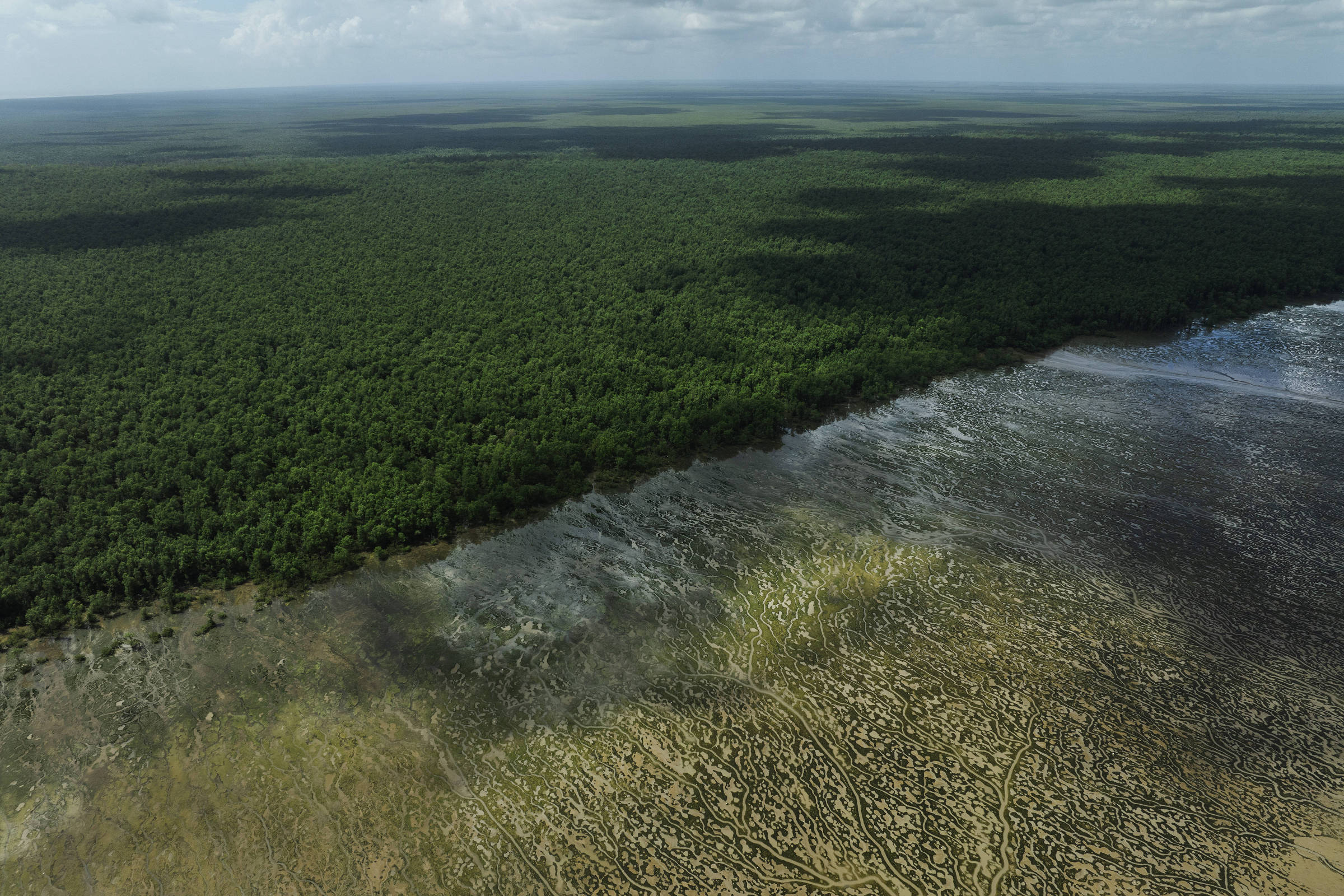 ABC pede estudos e medidas para proteger manguezais antes da exploração de petróleo na margem equatorial