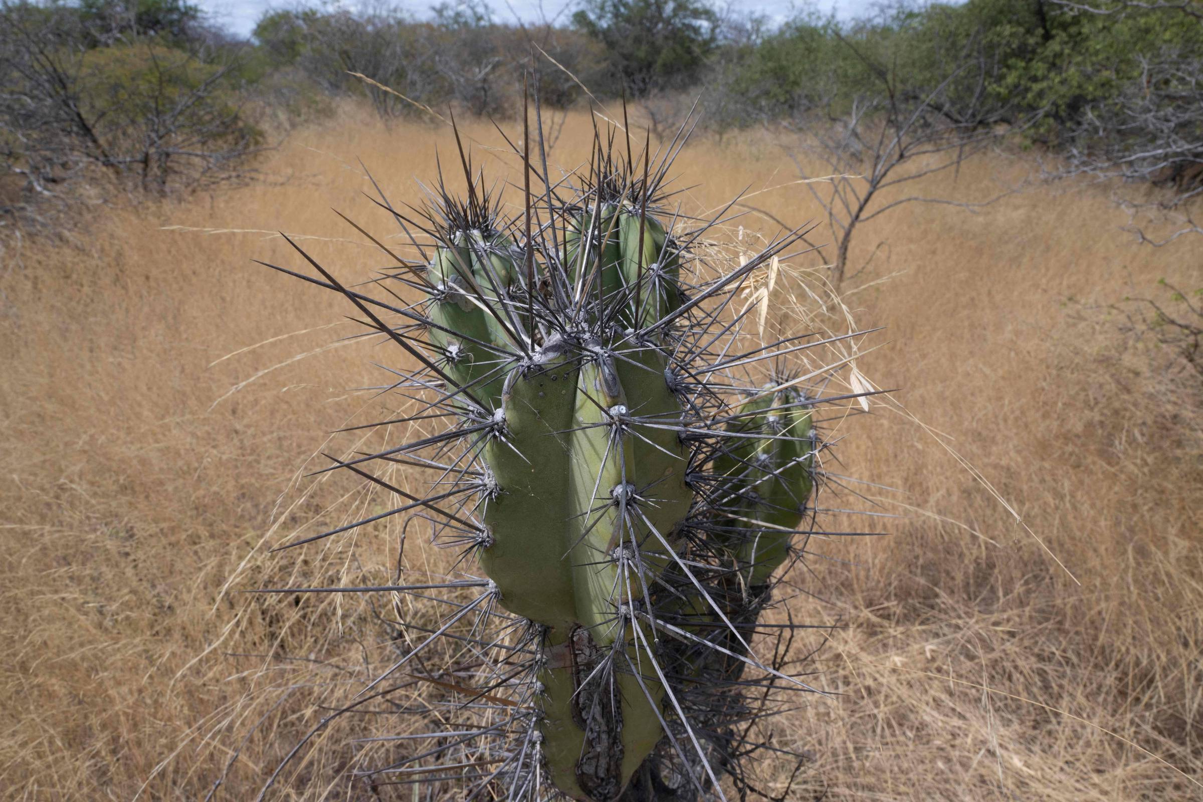 Caatinga se destaca como principal bioma na captura de carbono no Brasil, superando Amazônia e Cerrado