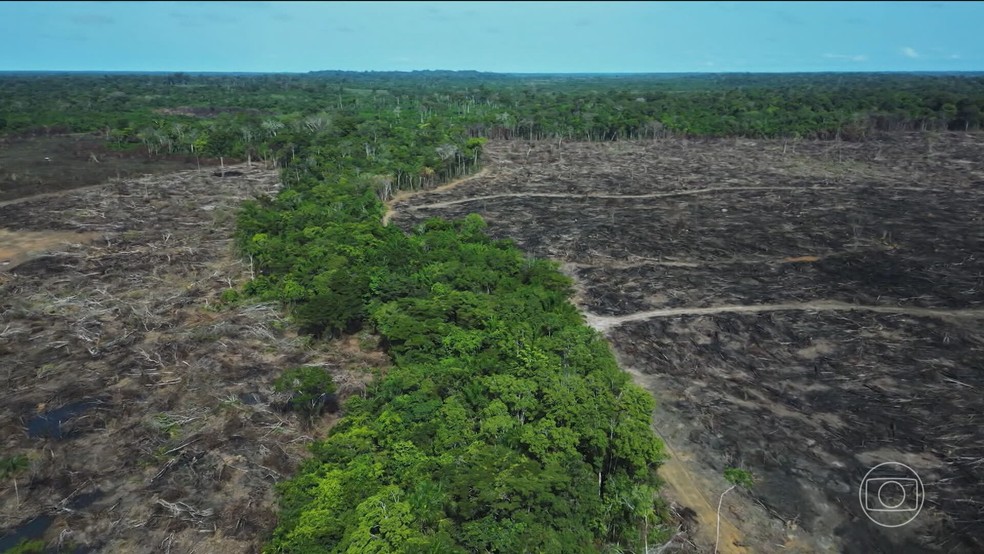 Desmatamento na Amazônia registra aumento de 4% e se torna mais vulnerável a incêndios florestais