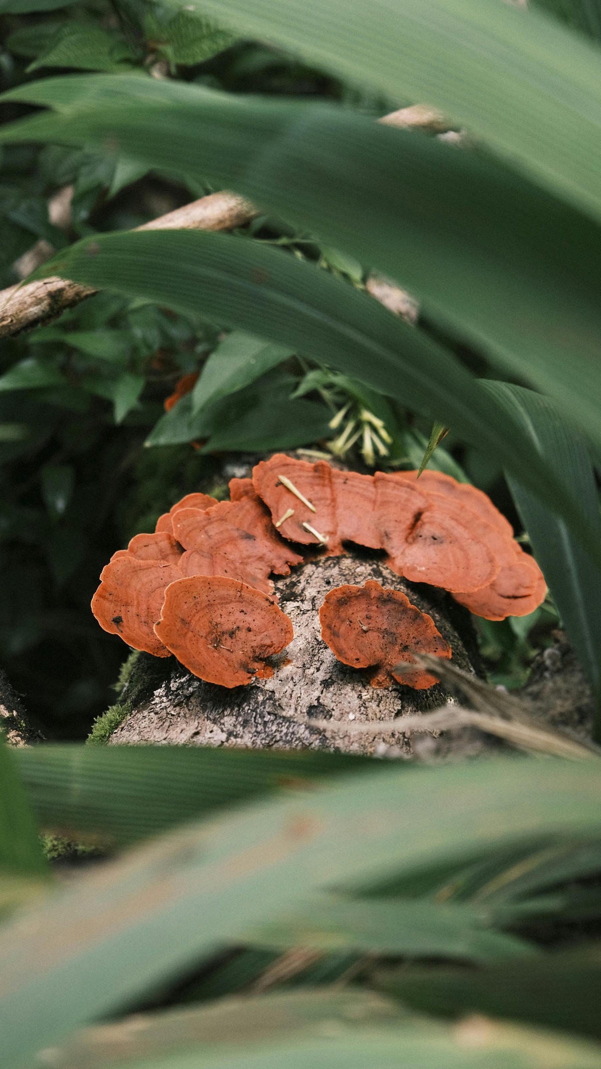 Reishi: o cogumelo da imortalidade que promete saúde e longevidade com suas propriedades medicinais