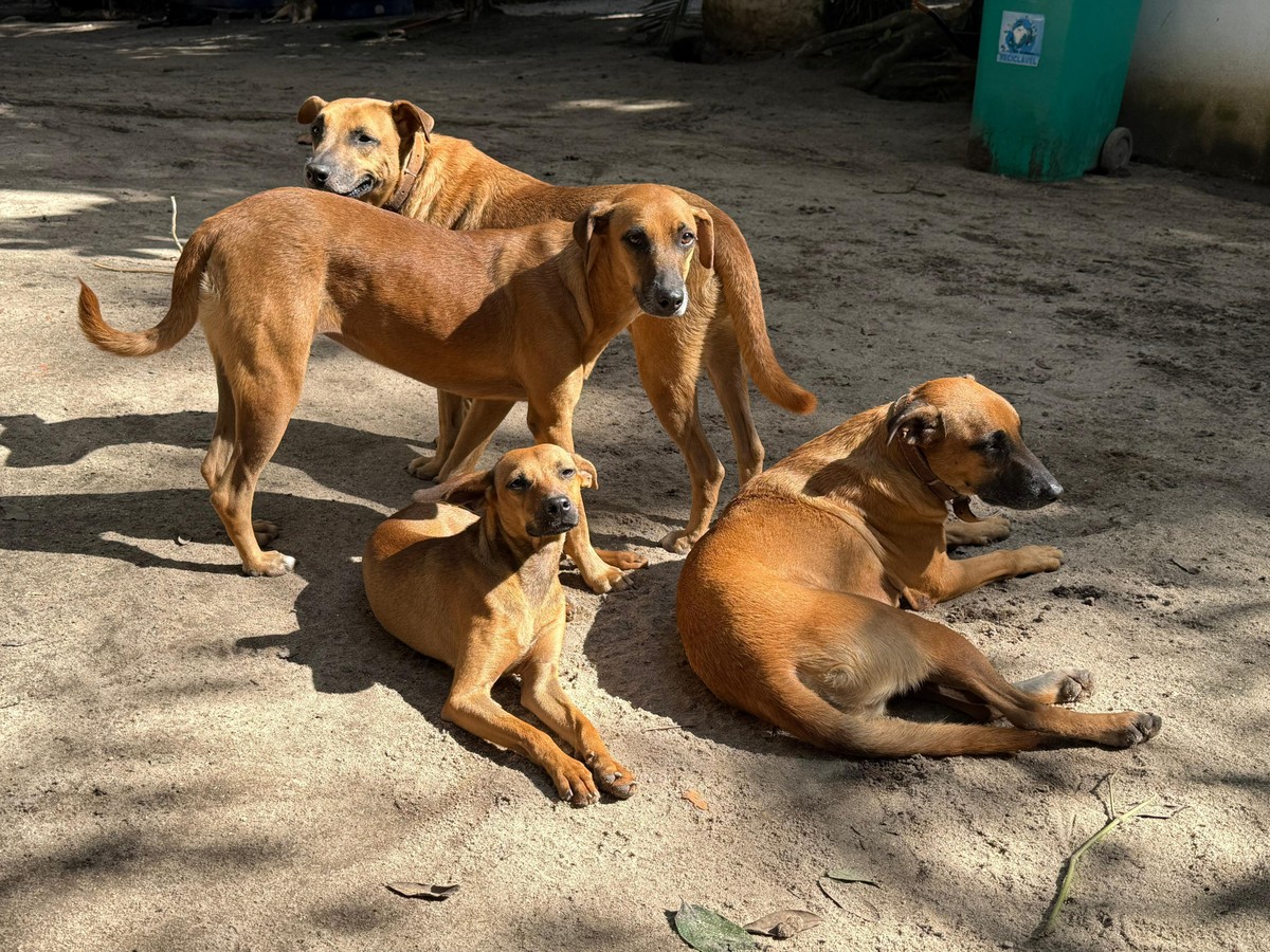 Shoppings da Zona Sul promovem bazar e campanha de adoção em prol de animais resgatados