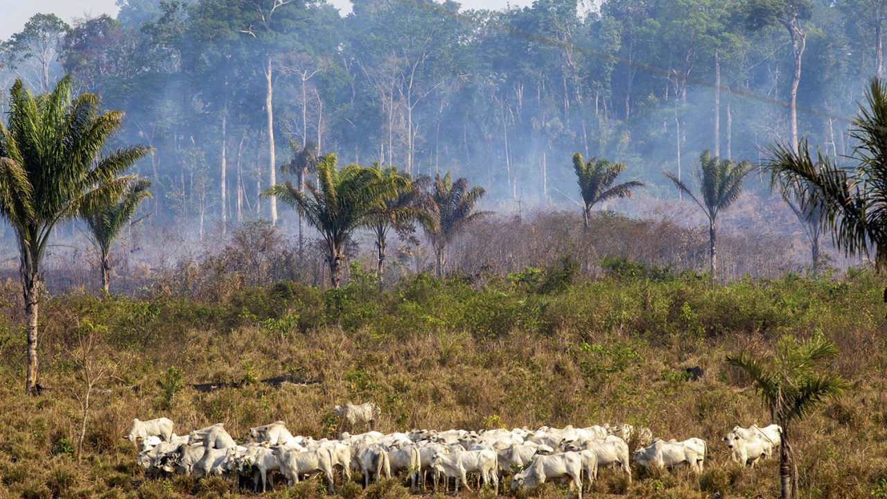 Amazônia em alerta: desmatamento cresce 4% enquanto Cerrado e Pantanal mostram recuperação ambiental