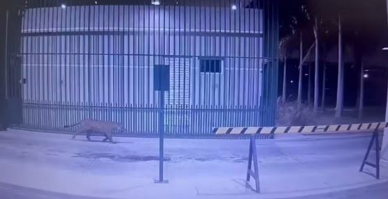 Onça-pintada é flagrada em condomínio de luxo em Ji-Paraná e gera mobilização das autoridades ambientais