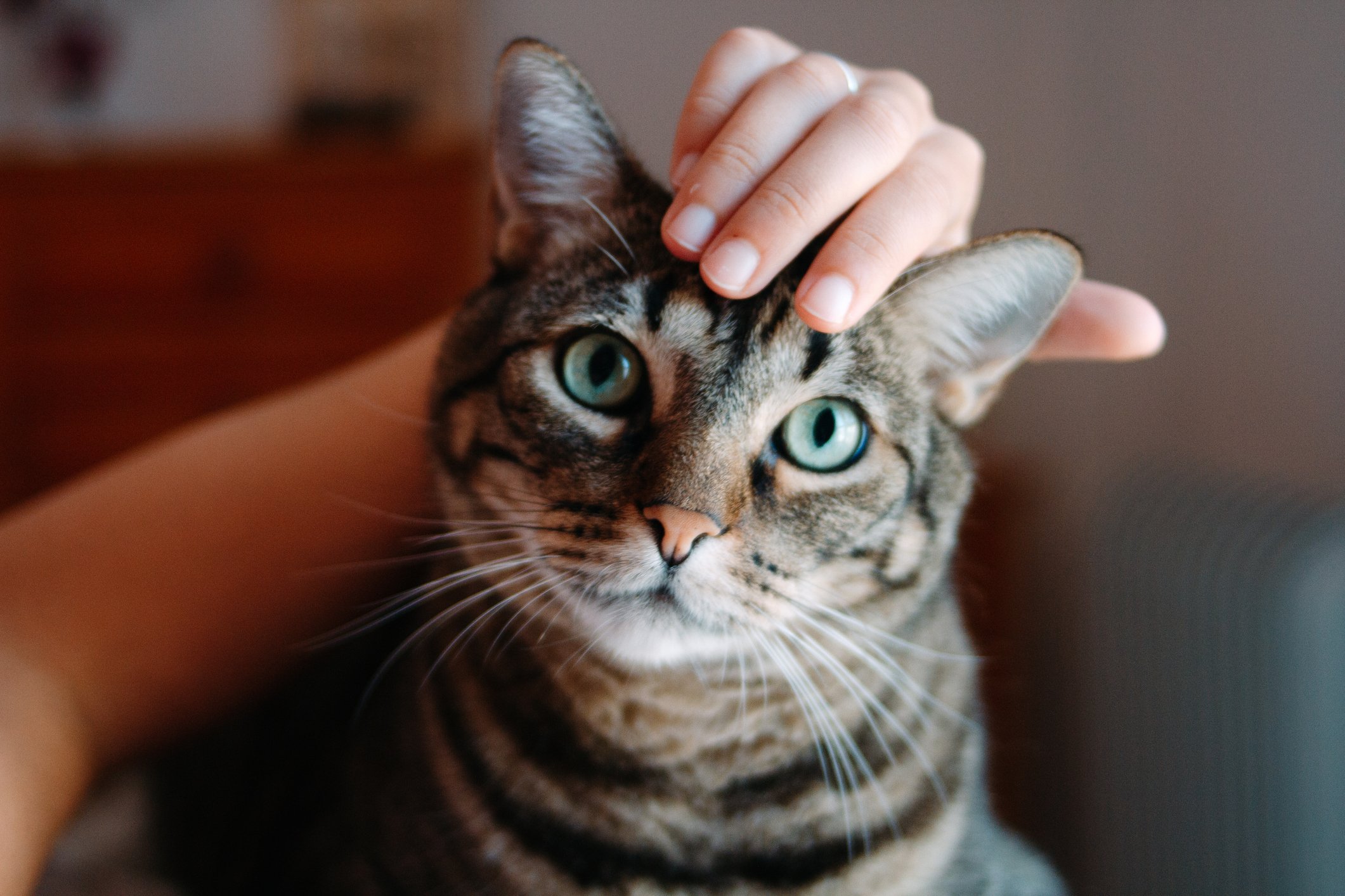 Dia Internacional do Gato: conscientização e adoção responsável para proteger os felinos domésticos