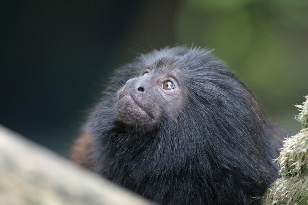 Colossal Foundation e Re:wild financiam conservação do mico-leão-preto com US$ 50 mil no Brasil