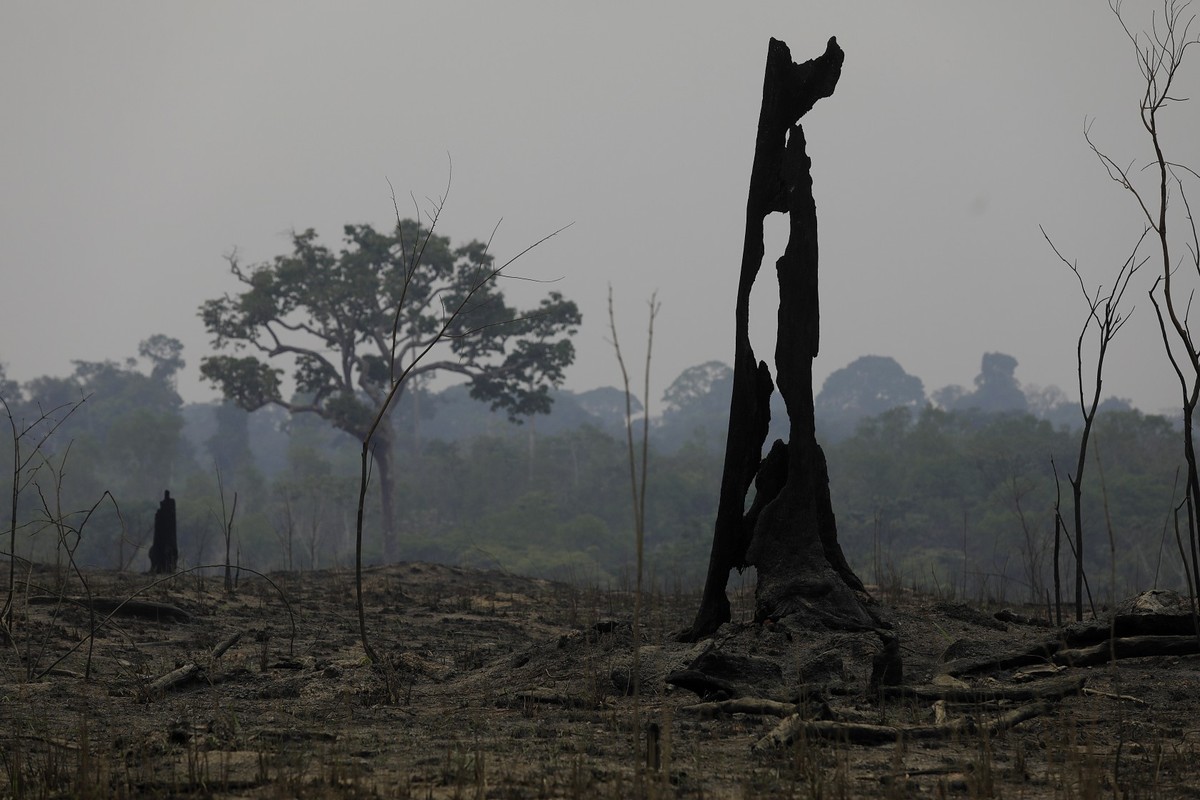 Desmatamento na Amazônia aumenta enquanto Cerrado registra queda; Brasil enfrenta desafios ambientais antes da COP30