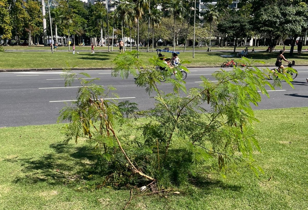 Ambientalistas alertam sobre plantio irregular de espécies invasoras no Parque do Flamengo, patrimônio da Unesco