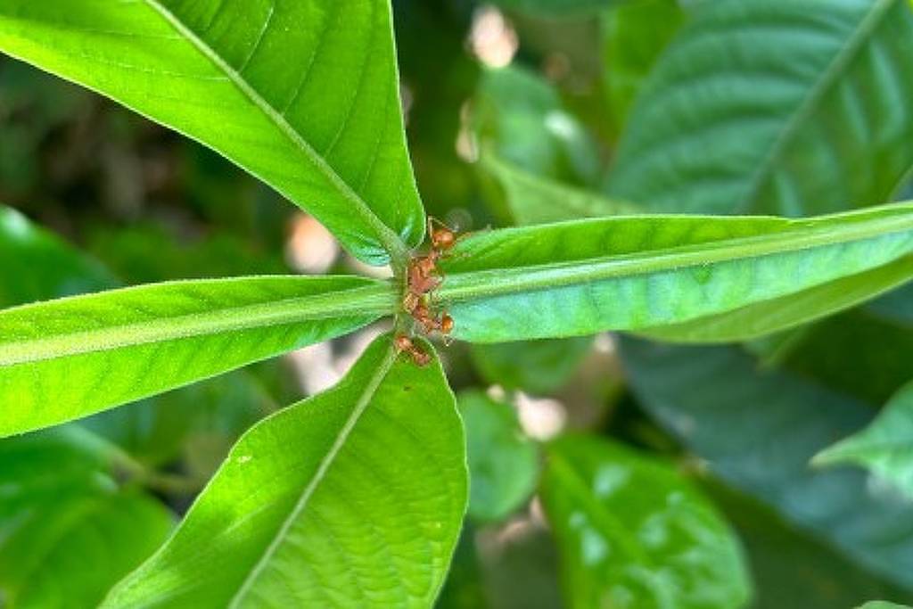 Formigas podem prejudicar polinização de plantas com nectários extraflorais, revela estudo da UFABC