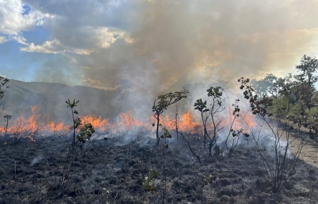 Fogo é aliado da biodiversidade em ecossistemas sul-americanos, revela novo livro científico