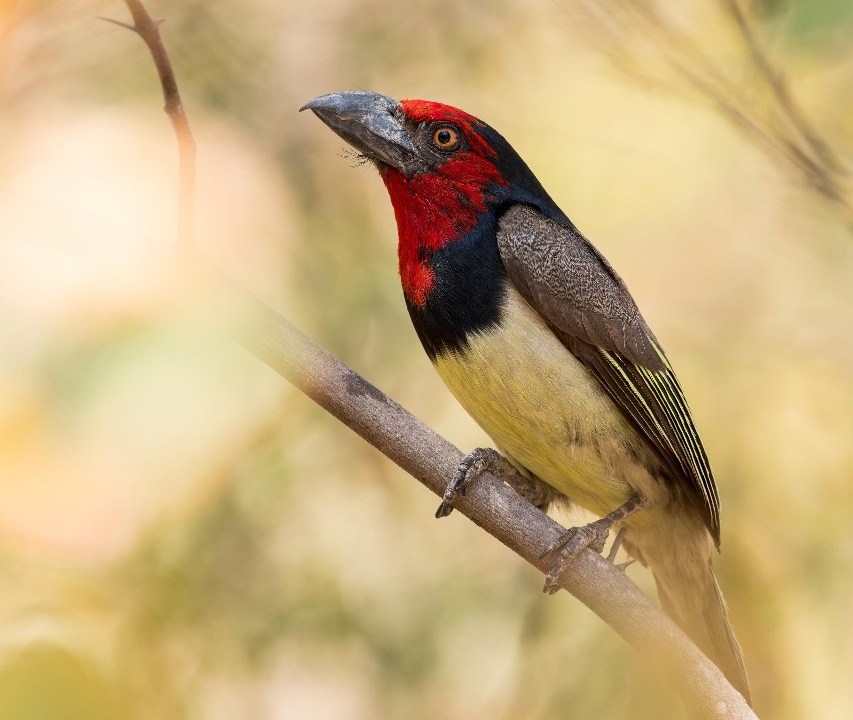 Ondas de calor intensas reduzem populações de aves em regiões tropicais em até 38% desde 1950