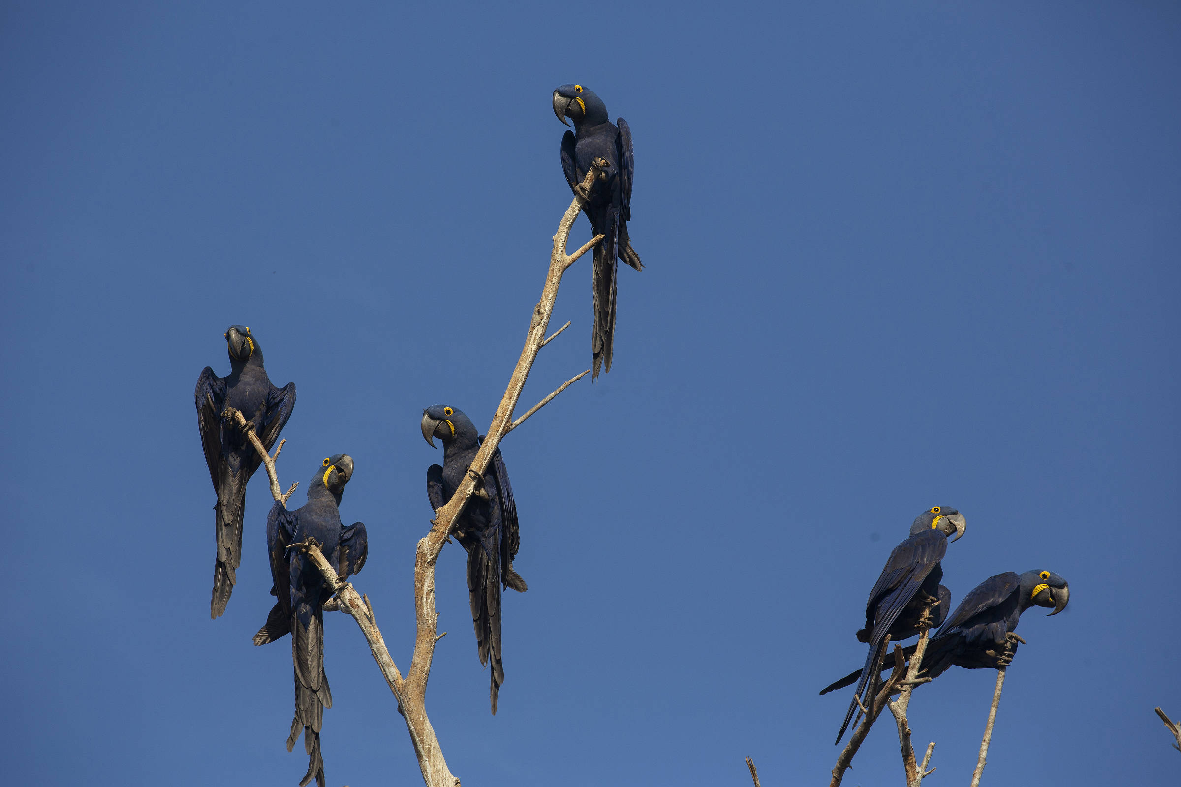 Aquecimento global reduz em um terço as populações de aves tropicais, revela estudo recente
