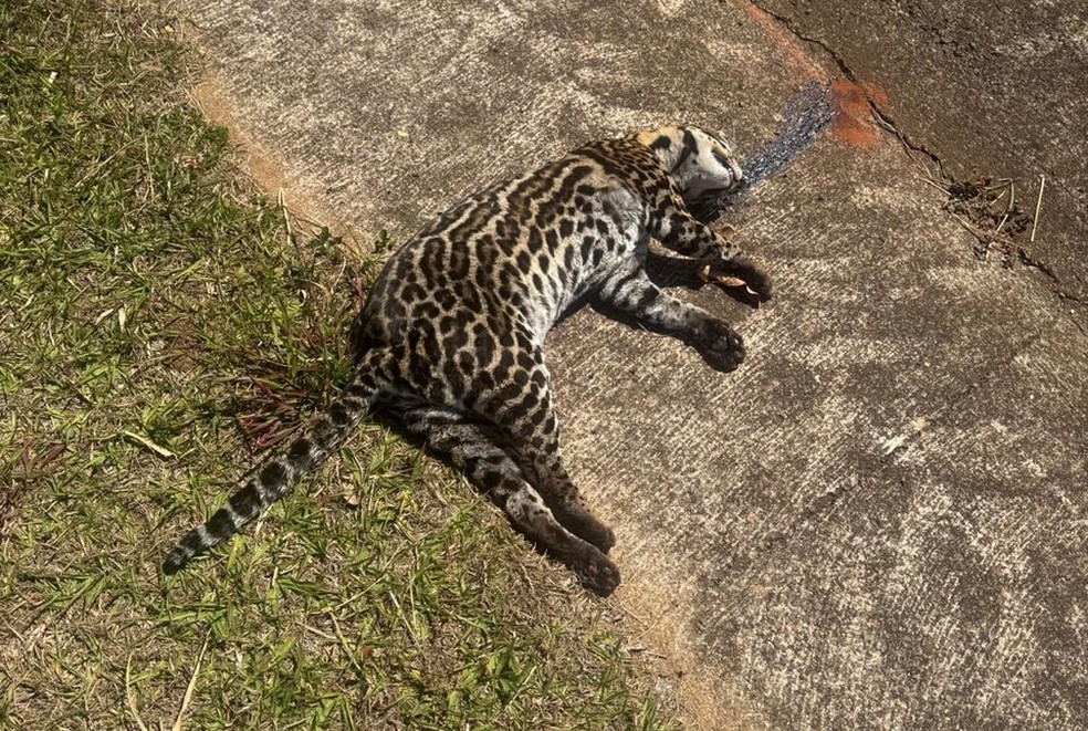 Jaguatirica é atropelada em rodovia de Indiana e preocupa especialistas sobre a conservação da espécie