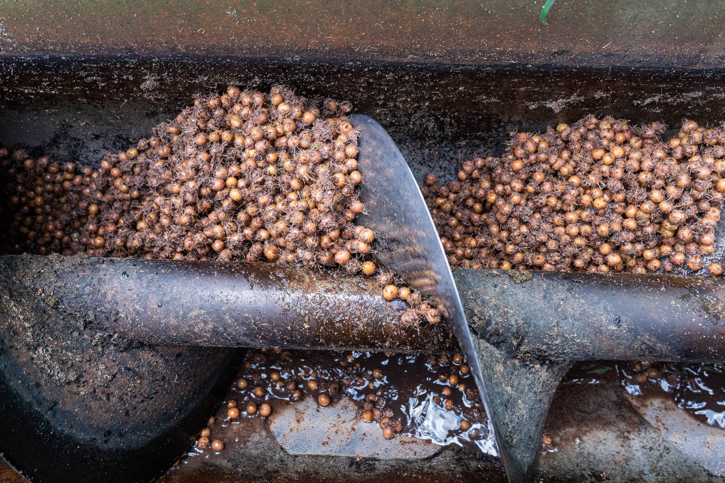 Caroço de açaí se transforma em combustível sustentável e reduz emissões na indústria de cimento no Pará