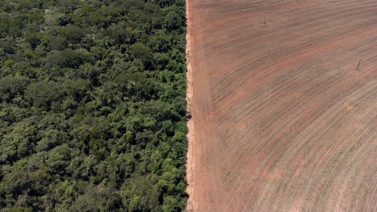 Brasil enfrenta perda alarmante de áreas naturais, com 111,7 milhões de hectares desmatados em quatro décadas
