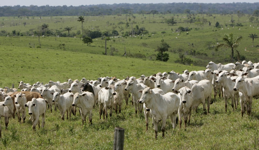 Brasil perde 111,7 milhões de hectares de áreas naturais em 39 anos, com impacto alarmante na vegetação nativa