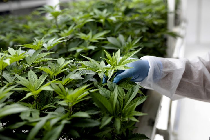 Anvisa avalia regulamentação do cultivo de cannabis com baixo teor de THC para uso medicinal no Brasil