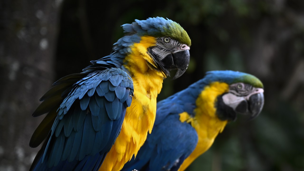 Aquecimento global reduz até 38% das populações de aves tropicais em sete décadas, revela estudo inédito