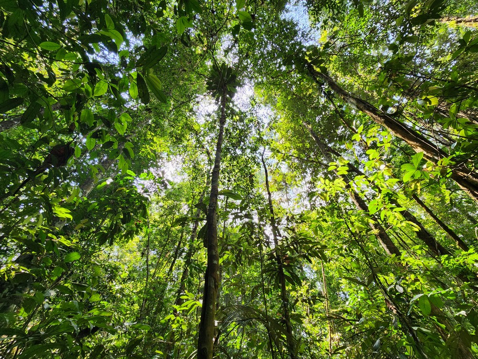 Audiências públicas no Amapá discutem concessão de áreas florestais e potencial para 2 mil empregos diretos