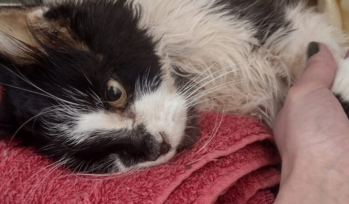 "Ajuda urgente para Luke: cão enfrenta grave condição de saúde e precisa de apoio financeiro"