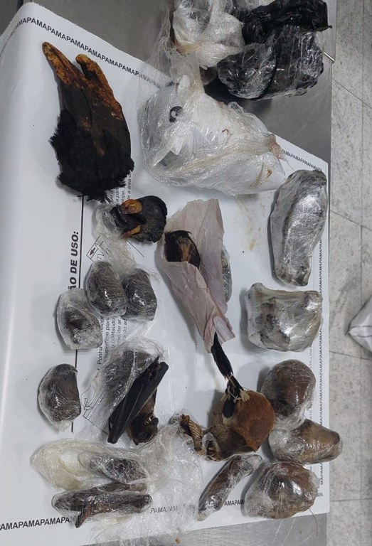 Apreensão de carcaças de animais em Guarulhos revela rota de contrabando de fauna silvestre