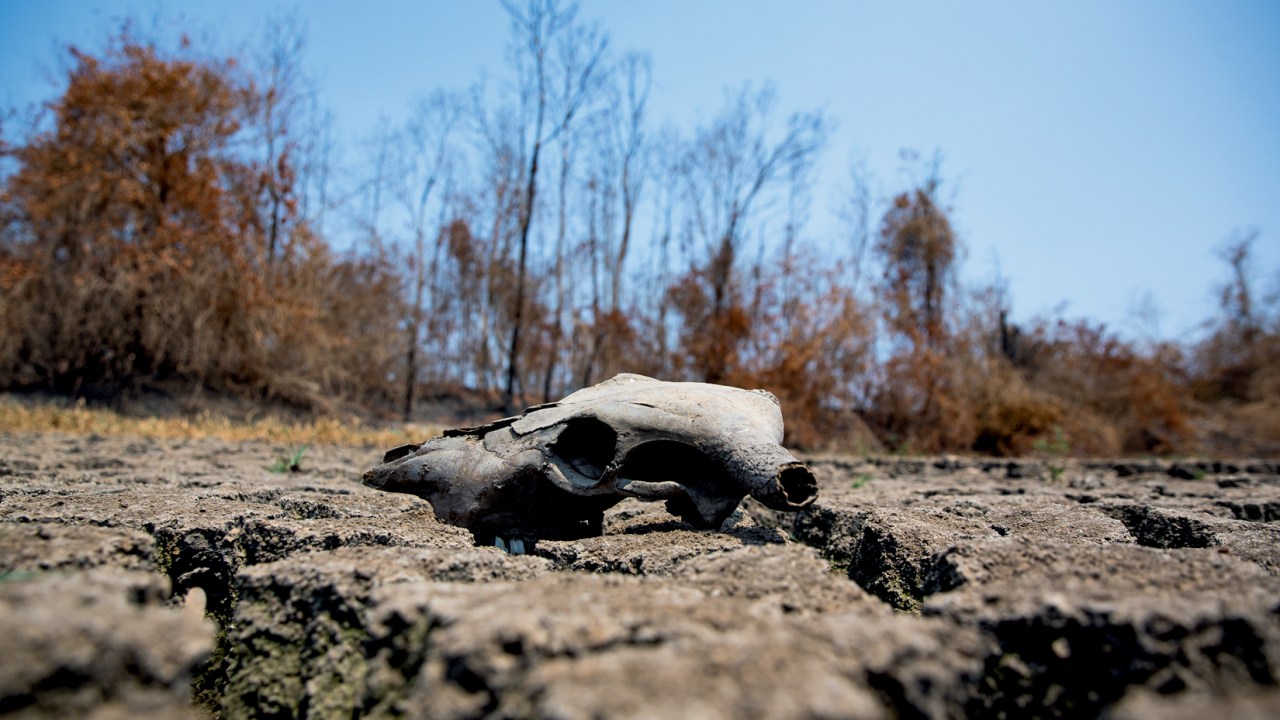 Desmatamento no Brasil: 13% do território perdido em quatro décadas, com impacto na biodiversidade e água