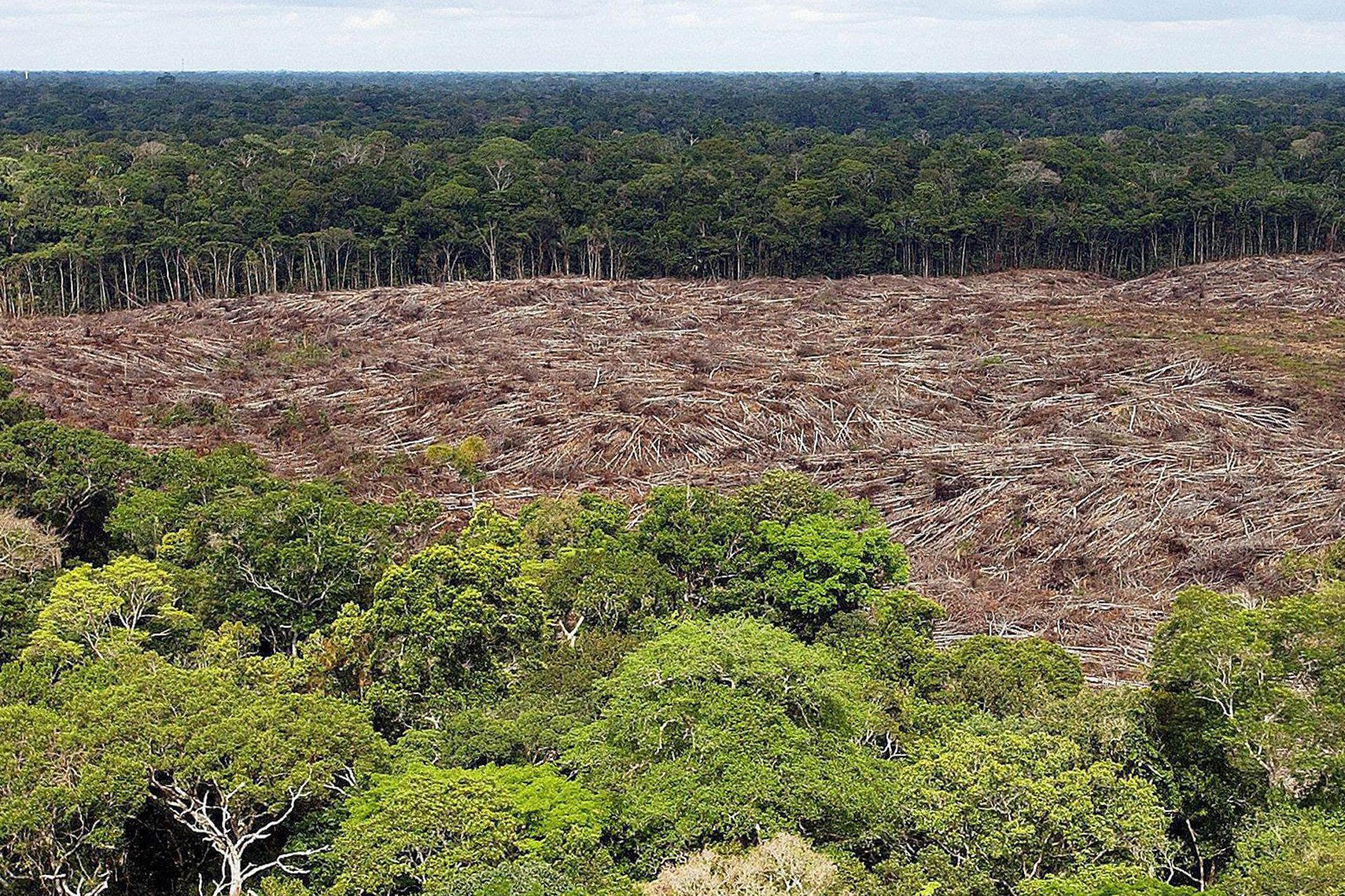 Brasil propõe fundo global de US$ 125 bilhões para preservar florestas tropicais e combater desmatamento