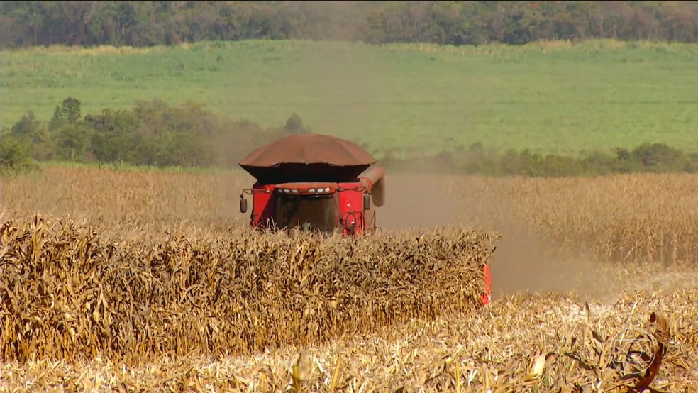 Brasil pode alcançar recorde histórico na produção de grãos, mas enfrenta crise de armazenamento