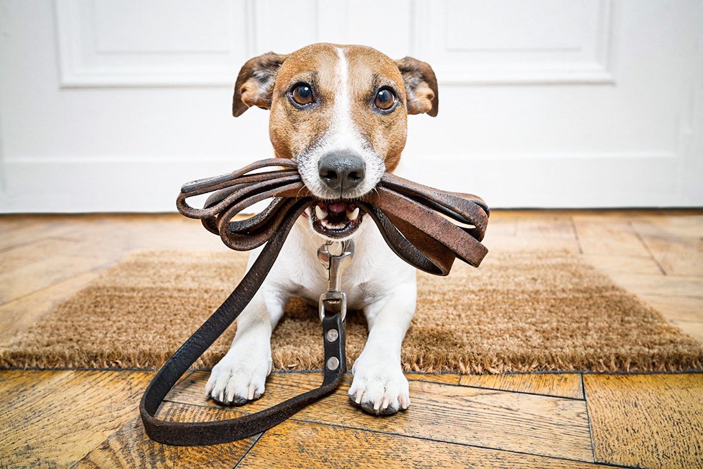 Estudo revela desconexão entre percepção pública e realidade científica sobre impacto ambiental de pets