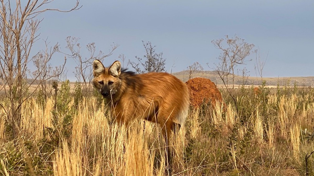 Lobo-guará Petrina é monitorada para ajudar na conservação da espécie ameaçada no Cerrado brasileiro