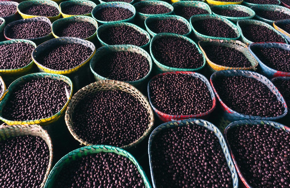 Governo federal garante a comercialização do açaí na COP30 após pressão e defesa da cultura local