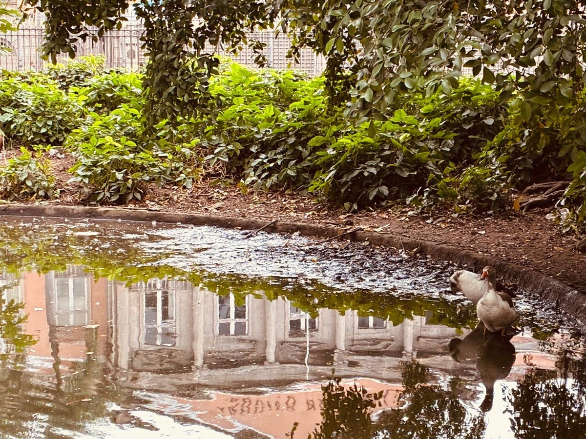 Campo de Santana, palco da Proclamação da República, clama por revitalização e cuidados urgentes