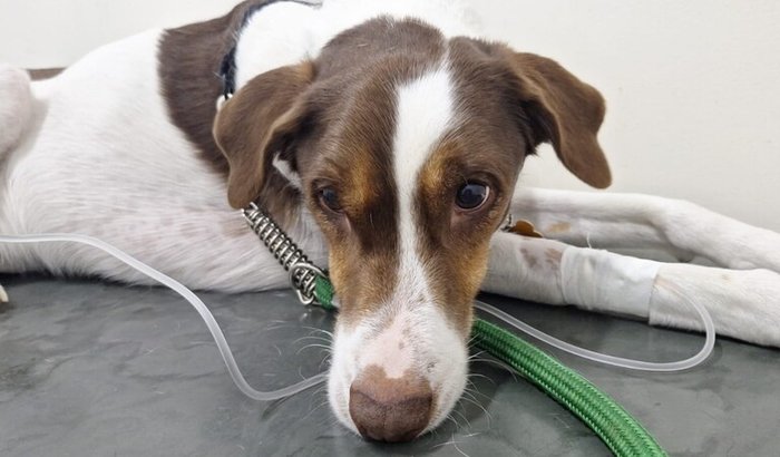 Campanha busca apoio para tratamento de Airon, cão em risco de câncer no estômago