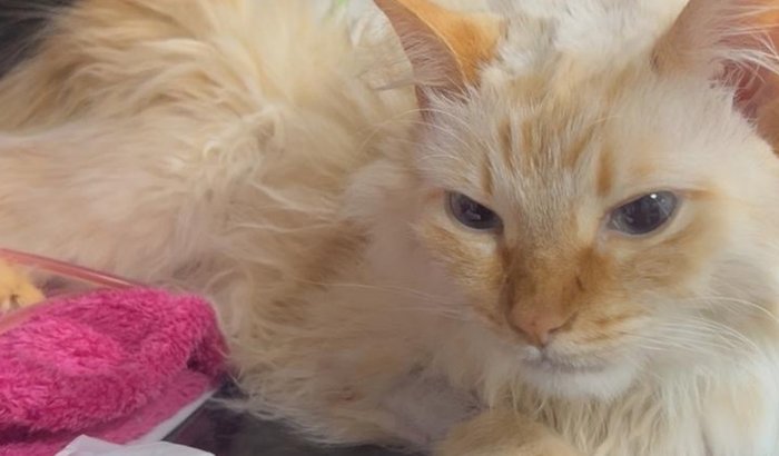 Gatinho Einstein enfrenta grave emergência médica e família busca apoio para custear tratamento urgente