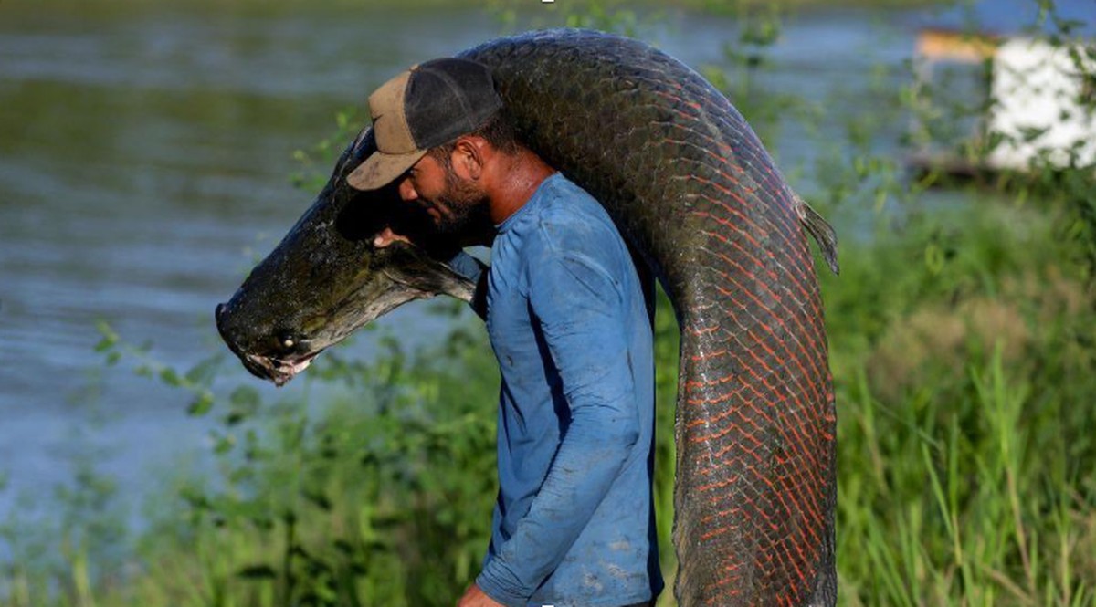 Pele de pirarucu: luxo e sustentabilidade em debate, mas comunidades ribeirinhas ainda lutam por reconhecimento