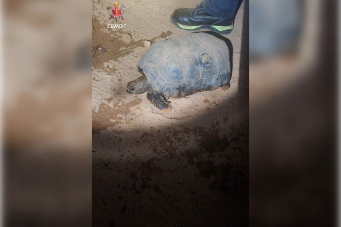 Bombeiros resgatam jabuti com queimaduras após incêndio na Via Estrutural em Brasília