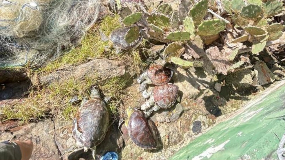 Sete tartarugas marinhas da espécie Caretta são encontradas mortas em rede de pesca na Baía das Tartarugas