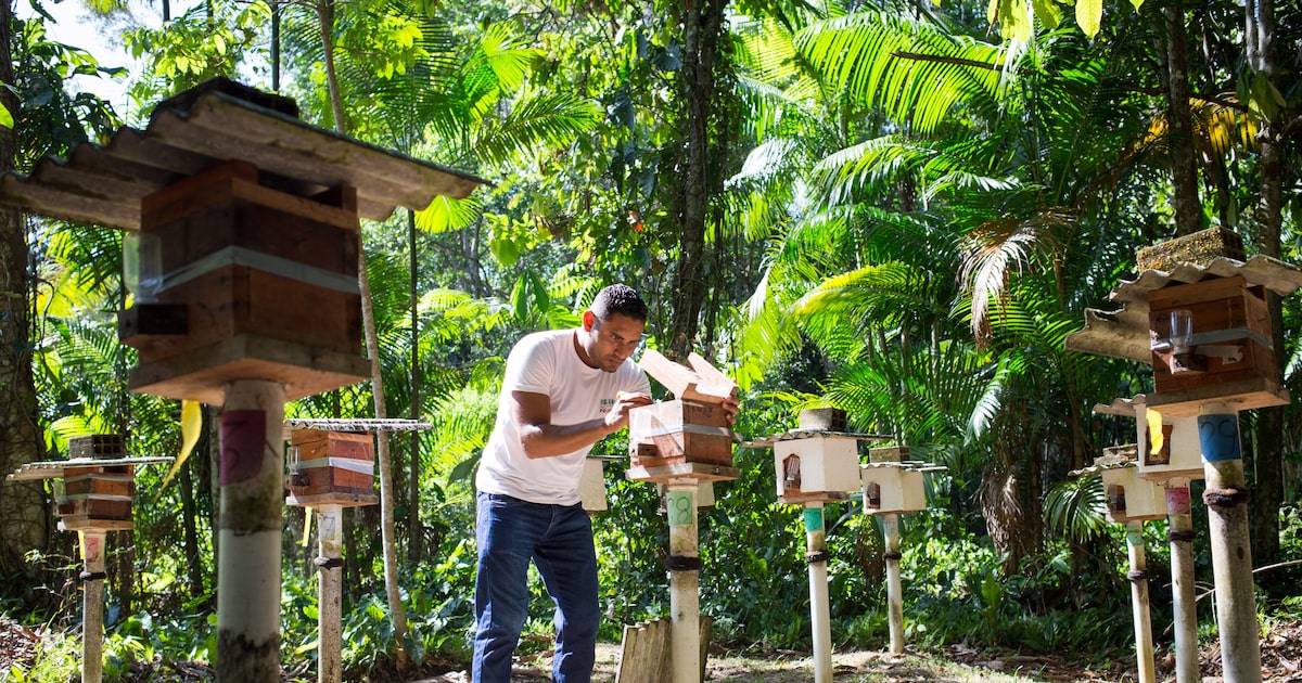 "Projeto de polinização com abelhas nativas transforma a renda e protege o clima em Santa Maria do Acará"