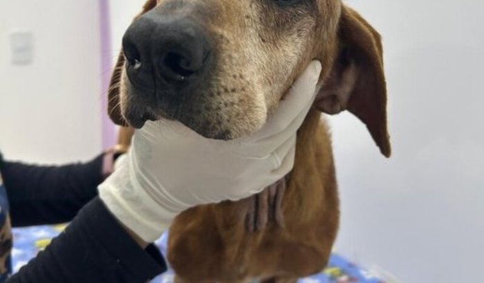 Ajuda urgente para o Seu Valdemar: idoso resgatado precisa de cirurgia para tumor e tratamento imediato