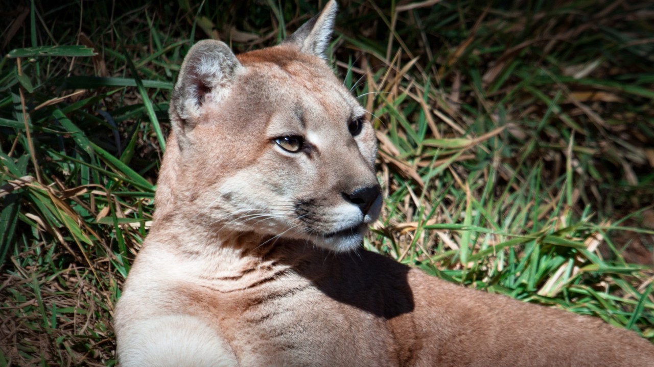 Onça-parda é flagrada em Cascavel e revela preocupante deslocamento de felinos em busca de alimento