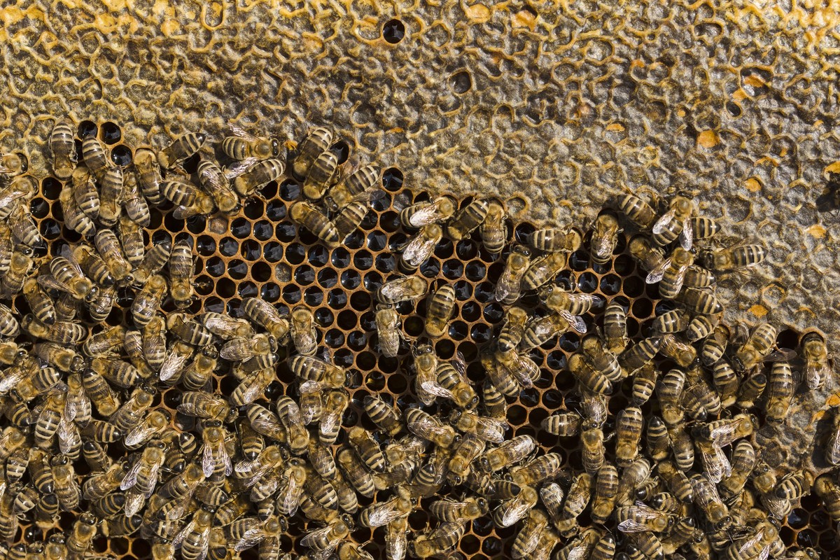 Aumento de ataques de abelhas africanizadas revela grave problema de saúde pública no Brasil